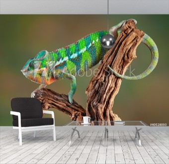 Picture of Panther Chameleon